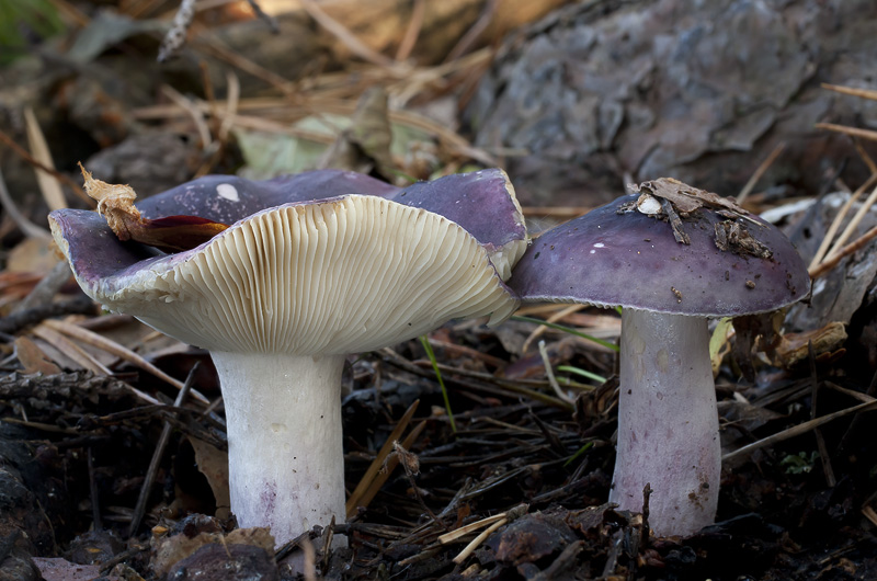 Russula sardonia